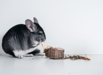 Выращивание шиншил и производство шиншиллового меха